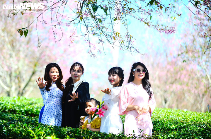 Du khách rạng rỡ check-in hoa Mai Anh Đào tại đồi chè Cầu Đất.