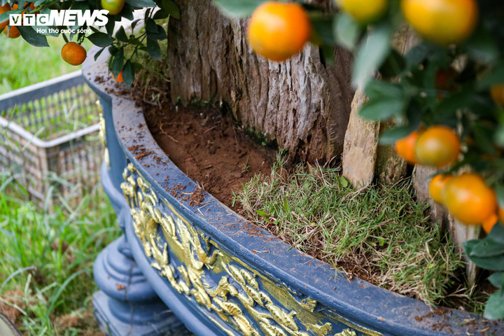 Mục sở thị quất 'nhà giàu' giá chục triệu đồng sẵn sàng xuống phố - 14