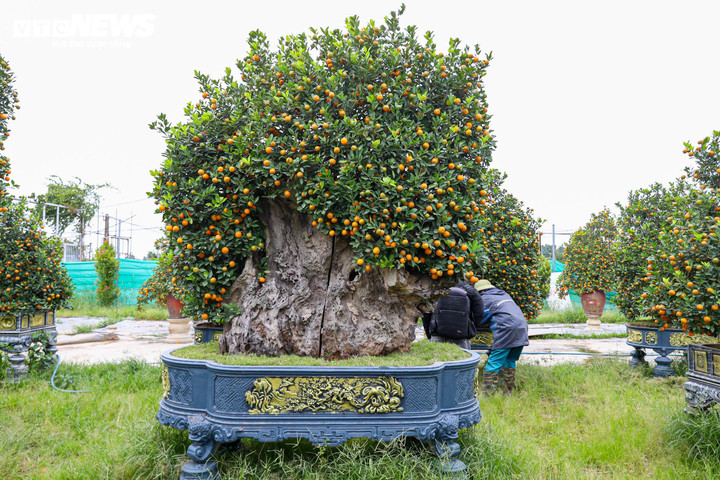 Chủ vườn cho biết, cây quất này được ghép phôi từ 5–7 năm trước. Sau khi hoàn thiện, cây trổ lộc đều trên ngọn, bố cục cân đối, mang nhiều ý nghĩa về nhân sinh; hiện được chào bán với giá khoảng 60 triệu đồng.