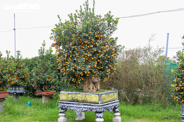 Mục sở thị quất 'nhà giàu' giá chục triệu đồng sẵn sàng xuống phố - 7