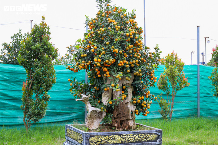 Lý giải việc quất gỗ lũa có giá cao hơn quất truyền thống, chủ vườn cho biết, để hoàn thiện một cây quất gỗ lũa phải mất nhiều năm. Gỗ lũa được tuyển chọn, xử lý chống mối mọt, sau đó tạo dáng phù hợp. Việc ghép quất lên gỗ đòi hỏi kỹ thuật cao để cây sinh trưởng ổn định, cho quả đều, đẹp đúng dịp Tết.