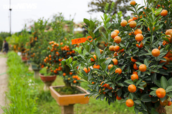 Mục sở thị quất 'nhà giàu' giá chục triệu đồng sẵn sàng xuống phố - 11