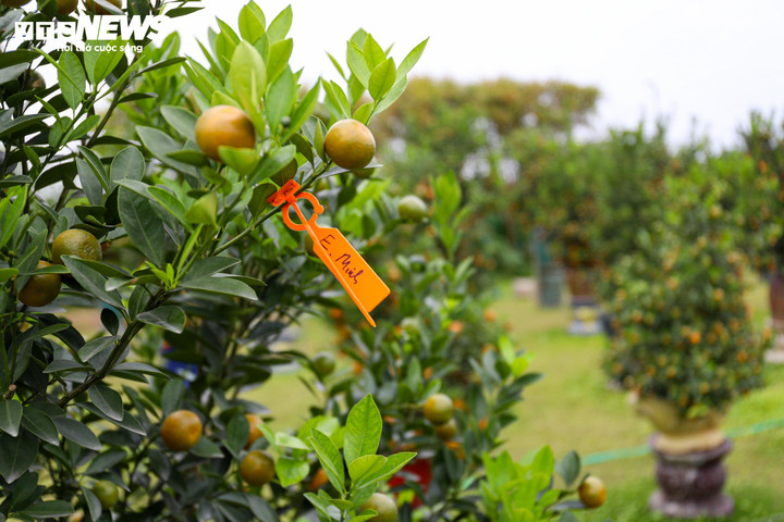 Mục sở thị quất 'nhà giàu' giá chục triệu đồng sẵn sàng xuống phố - 12