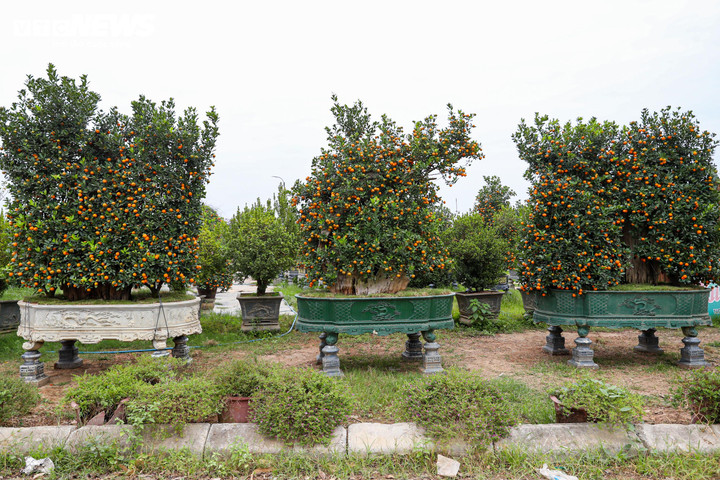 “Khách mua quất gỗ lũa chủ yếu là doanh nghiệp, khách sạn hoặc những gia đình có không gian rộng”, chủ vườn chia sẻ.
