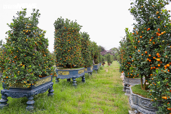 Theo ghi nhận của PV Báo điện tử VTC News, những ngày này, nhiều nhà vườn tại làng quất Tứ Liên tất bật lên chậu, tỉa tót và trang trí các gốc quất “khủng” để kịp đưa ra thị trường Tết Bính Ngọ 2026.