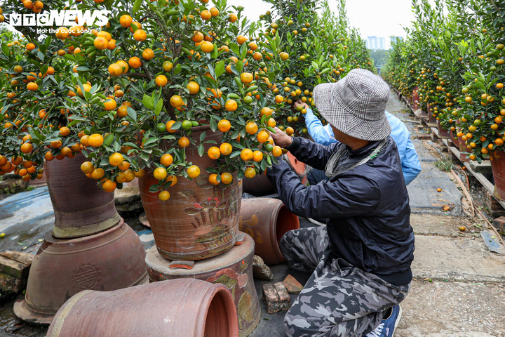 Mục sở thị quất 'nhà giàu' giá chục triệu đồng sẵn sàng xuống phố - 17
