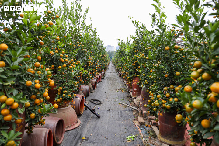 Không chỉ quất gỗ lũa, nhiều dòng quất khác tại làng Tứ Liên cũng đã được lên chậu, chuẩn bị xuất vườn. Người dân tất bật chăm sóc, vận chuyển quất phục vụ mùa cao điểm.