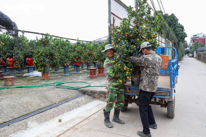 Mục sở thị quất 'nhà giàu' giá chục triệu đồng sẵn sàng xuống phố - 18