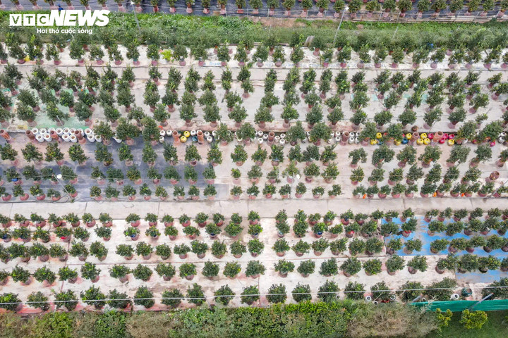 Bên cạnh quất truyền thống, vài năm trở lại đây, quất gỗ lũa nổi lên như dòng sản phẩm độc đáo, tạo dấu ấn riêng trên thị trường Tết nhờ dáng thế lạ mắt và giá trị kinh tế cao.