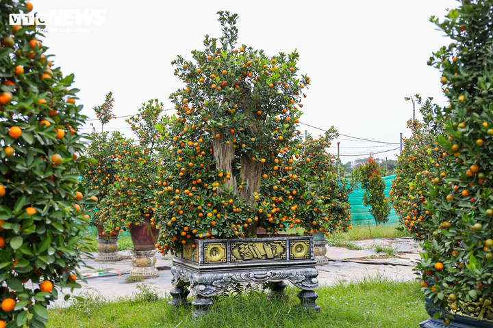 Mục sở thị quất 'nhà giàu' giá chục triệu đồng sẵn sàng xuống phố - 6