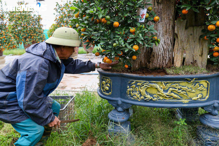 Mục sở thị quất 'nhà giàu' giá chục triệu đồng sẵn sàng xuống phố - 13