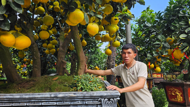 Cận cảnh chậu bưởi Diễn giá 150 triệu đồng tại TP.HCM - 8