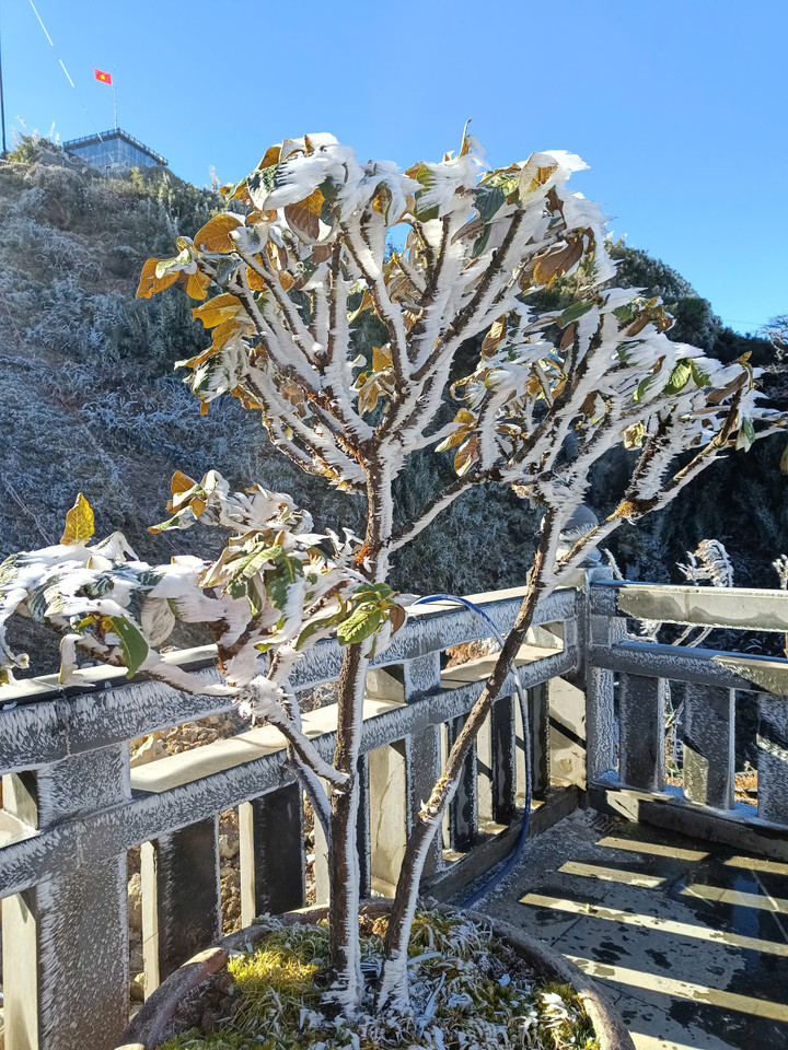 Sáng nay đỉnh Fansipan xuất hiện băng tuyết - 4