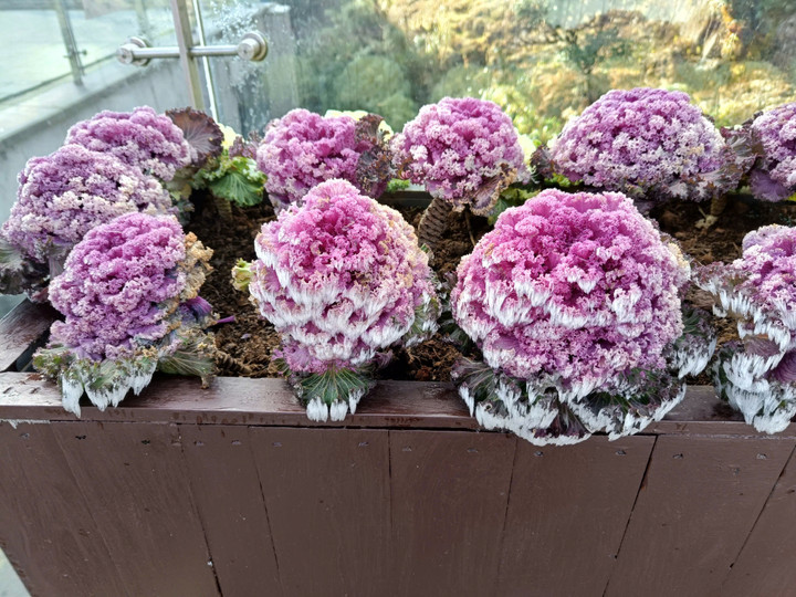 Sáng nay đỉnh Fansipan xuất hiện băng tuyết - 8