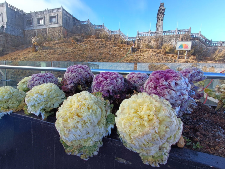 Sáng nay đỉnh Fansipan xuất hiện băng tuyết - 9