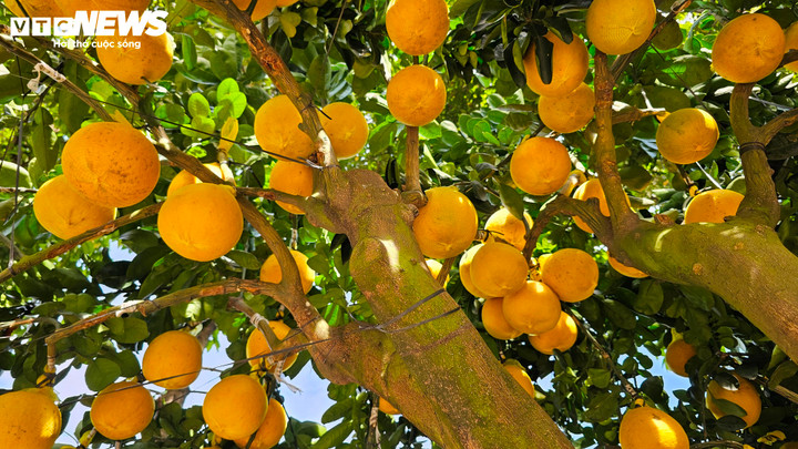 Một trong những yếu tố khiến khách hàng sẵn sàng chi hàng trăm triệu đồng là độ bền vượt trội của cây bưởi Diễn. Nhà vườn cam kết cây có thể chơi được trên 7 tháng, kéo dài đến tận tháng 7, tháng 8 năm sau.