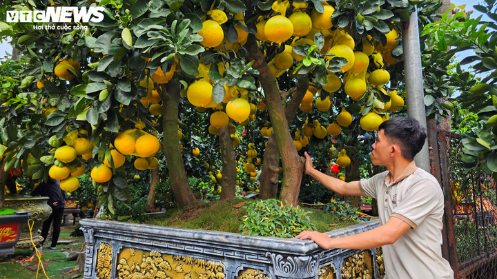 Chậu bưởi Diễn size cực đại đang được trưng bày tại nhà vườn Thanh Giang (đường Mai Chí Thọ, phường Bình Trưng, TP.HCM) gây choáng ngợp với mức giá lên tới 150 triệu đồng. Theo anh Cao Quang Hà (chủ vườn), đây là một trong những chậu bưởi hiếm nhất từng được vận chuyển vào TP.HCM dịp Tết.