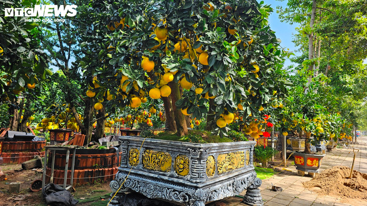 Kích thước của chậu bưởi được đánh giá là “khủng” bậc nhất thị trường ở TP.HCM năm nay. Cả cây và chậu nặng từ 3 đến 4 tấn, chiều cao tổng thể khoảng 3,7 m, tán rộng lên đến 4 m.