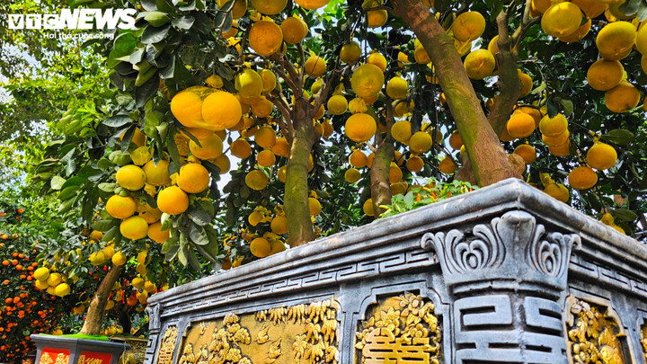 Nhà vườn nhấn mạnh đây là bưởi hạt, gieo trồng từ hạt giống tự nhiên nên thân cây phát triển theo dáng “một cốt”, tức thân thẳng, trực diện từ gốc lên ngọn. Theo quan niệm chơi kiểng truyền thống, dáng cây này tượng trưng cho người quân tử, sự ngay thẳng và bền bỉ, vì vậy được nhiều khách hàng ở TP.HCM sẵn sàng trả giá cao hơn so với bưởi chiết cành.