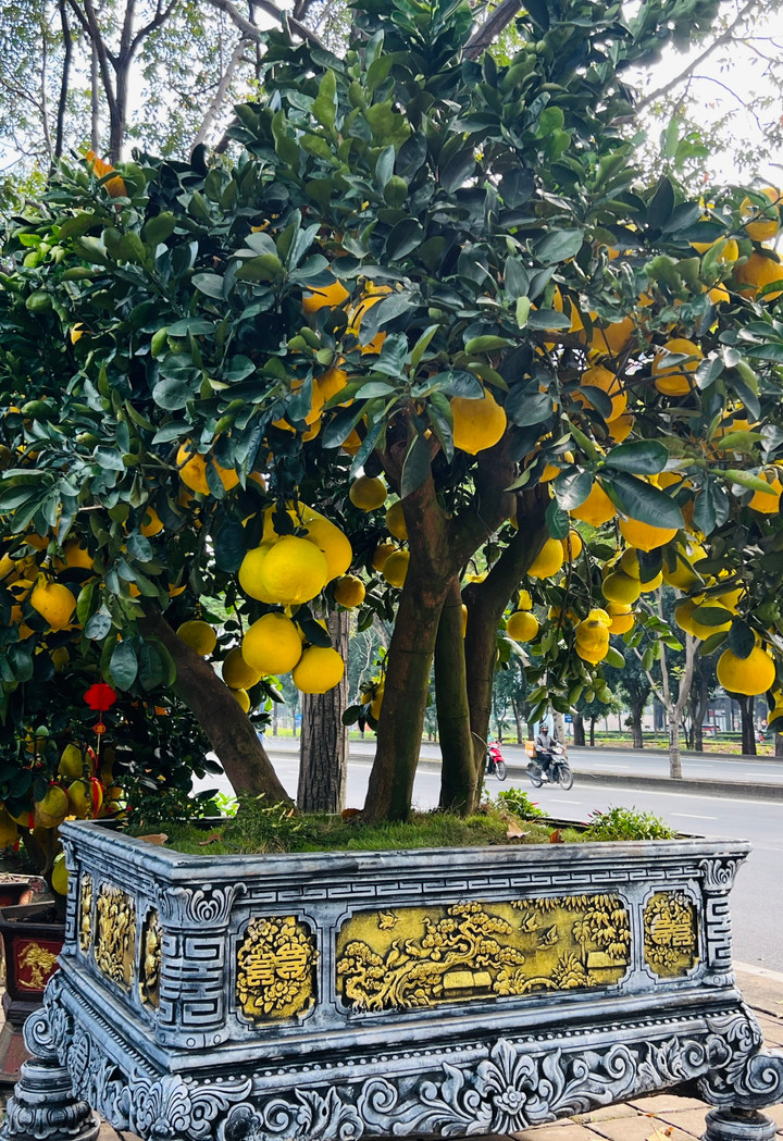 Cận cảnh chậu bưởi Diễn giá 150 triệu đồng tại TP.HCM - 6