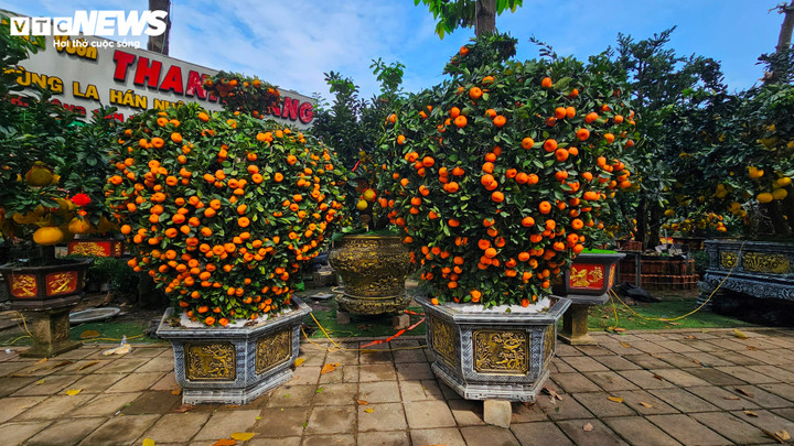 Bên cạnh bưởi Diễn, nhà vườn Thanh Giang còn trưng bày cặp quýt chu sa đến từ Hưng Yên, cao gần 4 m, sai hàng ngàn trái. Quýt có màu cam đỏ rực, nổi bật trong không gian trưng bày và thường được đặt ở những vị trí trang trọng.