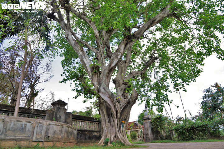Gần 350 năm, chùa Thập Tháp bình yên, cổ kính trở thành "linh hồn" văn hóa của vùng "đất võ trời văn".