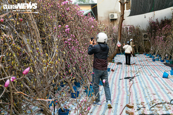 Bên cạnh các loại hoa, cây cảnh truyền thống thì năm nay hoa mộc lan có xuất xứ từ Trung Quốc cũng đổ bộ chợ Tết.