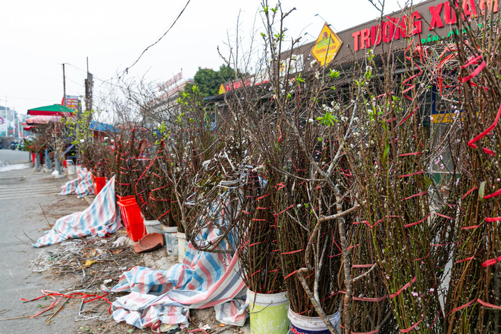 Đào, quất xuống phố, tiểu thương 'hốt bạc' ngay đầu vụ Tết - 3