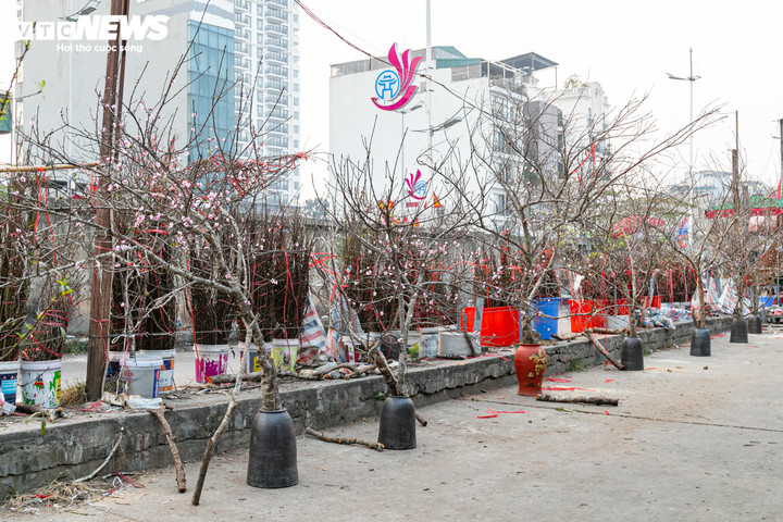 Đào, quất xuống phố, tiểu thương 'hốt bạc' ngay đầu vụ Tết - 9