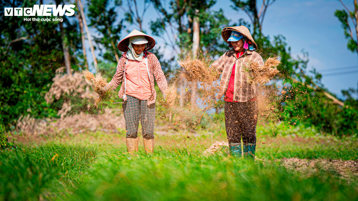 Nhưng rồi khi nước rút, trời quang dần, những luống kiệu thẳng tắp, sống sót và đạt năng suất khiến tiếng cười nói, tiếng gọi nhau phấn khởi của bà con nông dân vang vọng cả cánh đồng.