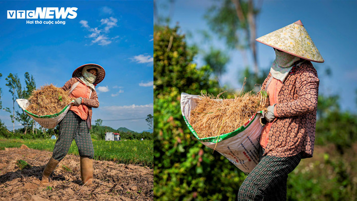 Theo các hộ dân trồng kiệu, mùa kiệu năm nay tại thủ phủ kiệu Tết Phù Mỹ Nam được xem là một mùa vụ may mắn và thành công mặc dù năng suất chỉ xấp xỉ các năm trước.