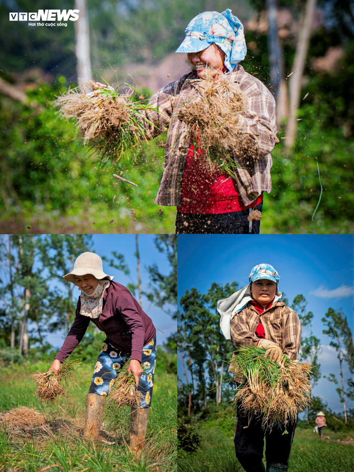 Sau những ngày mưa lũ, sau cảnh lo âu nhìn mưa mà ruột gan nóng như lửa đốt, giờ đây đứng giữa ruộng kiệu xanh, nhìn từng gốc được nhổ lên, người ta thấy như nhổ lên cả một mùa lo lắng, gỡ ra cả một năm nặng lòng. Mùa kiệu Tết năm nay vì thế, với người dân Phù Mỹ Nam mang thêm một ý nghĩa khác: mùa hồi sinh.