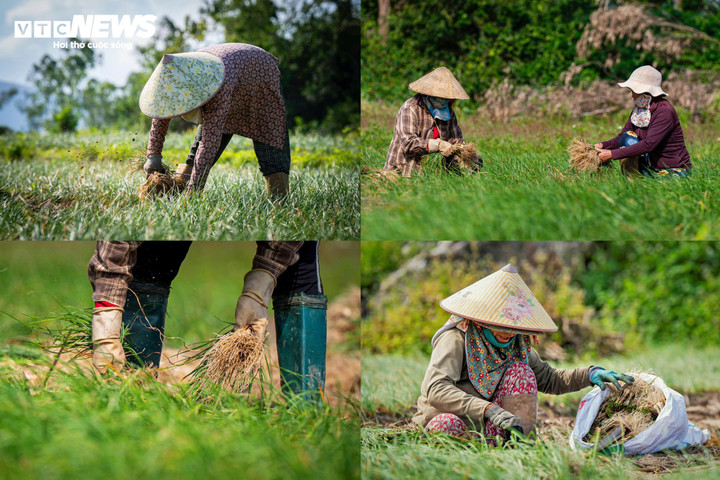 Khi nắng dịu buổi chiều, trên các triền đất cát đặc trưng của Phù Mỹ Nam, người nông dân cùng nhau túa ra đồng nhổ kiệu cho kịp ngày mai giao thương lái tại các chợ đầu mối.Việc thu hoạch kiệu đa số do phụ nữ trong gia đình thực hiện, người nhổ kiệu, người giũ đất, người cắt rễ, người nhanh tay bó lá, phân loại củ...Từng động tác nhanh gọn, thoăn thoắt của những đôi tay "nhà nghề"