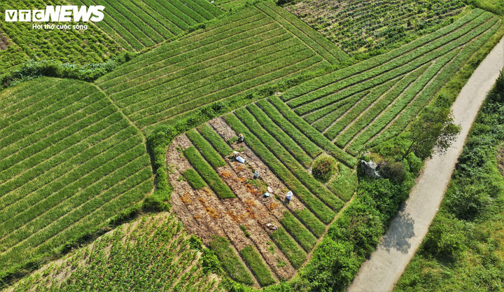 Cuối tháng 11, đầu tháng 12 âm lịch là thời điểm thủ phủ kiệu thuộc xã Phù Mỹ Nam (tỉnh Gia Lai) tất bật, hối hả vào mùa thu hoạch kiệu Tết.