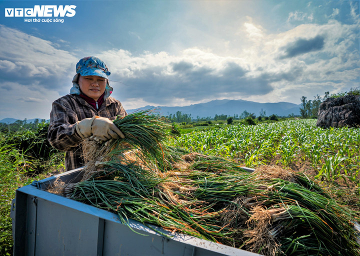 Từng bó kiệu trắng tinh, tròn trịa được xếp gọn gàng lên xe chờ về nhà thực hiện các công đoạn cuối, kịp bán cho thương lái.