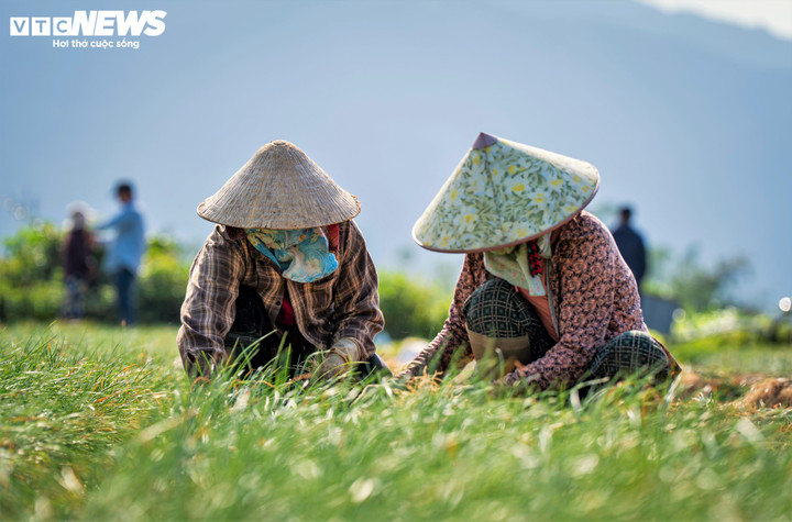 "Hiện nay, thương lái đang thu mua kiệu đã cắt sẵn với các mức giá phân loại rõ rệt: Kiệu củ lớn: Khoảng 50.000 đồng/kg. Kiệu củ trung bình: Dao động từ 40.000 – 45.000 đồng/kg. Kiệu củ nhỏ (kiệu quế): Ở mức trên 30.000 đồng/kg. Với người nông dân chúng tôi, sau bão lũ mà nhìn thấy củ kiệu đạt là coi như thấy một nửa Tết, hy vọng giá thị trường sẽ không xuống trong những ngày tới”, bà Lê Thị Thùy nói.