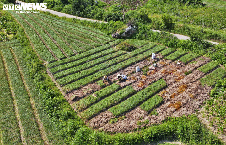 Kiệu ở đây được trồng từ cuối mùa mưa, chăm suốt ba tháng ròng, để đến đúng dịp cuối năm thì nhổ lên, bán ra thị trường phục vụ muối dưa kiệu, làm mâm cỗ Tết. Năm nay, mùa vụ ấy đến trong một tâm thế rất khác. Khác bởi trước đó là những tháng ngày bão lũ dồn dập. Mưa lớn kéo dài, nước ngập trắng ruộng, nhiều người từng lo: “Chắc năm nay mất kiệu rồi”. Kiệu là cây ưa đất thoát nước, sợ úng. Chỉ cần ngập vài ngày là dễ thối củ, hư rễ. Vậy nên sau những đợt mưa lũ, không ít hộ trồng kiệu đã chuẩn bị sẵn tâm lý cho một vụ thất thu.