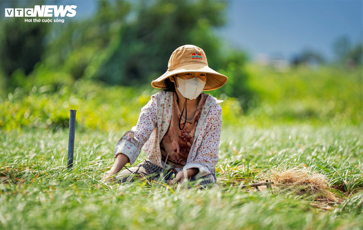 Trẻ em tại thủ phủ kiệu cũng theo mẹ ra đồng để phụ giúp sau những giờ học trên lớp.