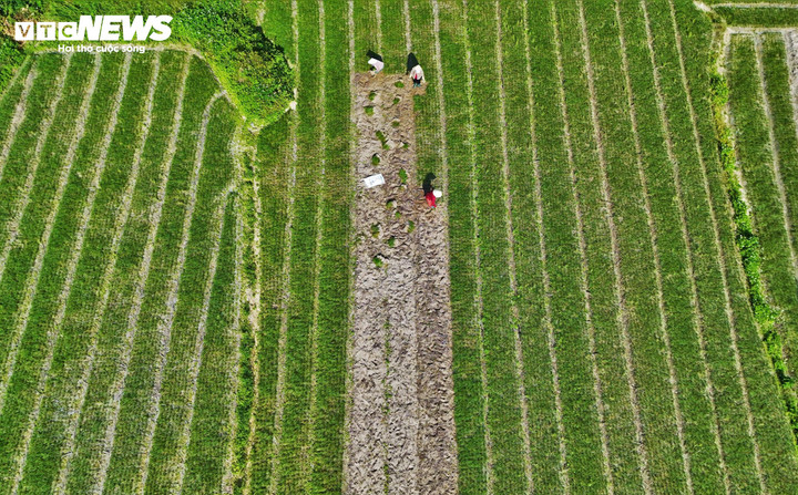 Riêng tại xã Phù Mỹ Nam, năng suất bình quân đạt khoảng 68 tạ/ha, tương đương 340 kg mỗi sào, cho thấy hiệu quả canh tác trên chân ruộng đất cát đặc trưng tại đây vẫn được duy trì ổn định.