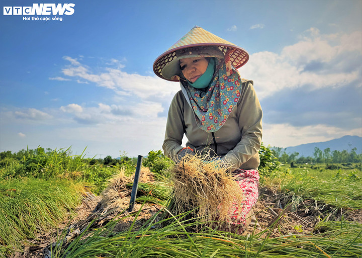 "Người dân trồng kiệu tại Phù Mỹ Nam may mắn ở chỗ dù trải qua hai đợt thiên tai bão lũ lịch sử nhưng các diện tích trồng kiệu hầu như không bị ảnh hưởng, cây kiệu sinh trưởng rất tốt, củ đồng đều, chất lượng ổn định" bà Trang Thị Huỳnh, người trồng kiệu tại thôn Vạn Ninh 1 chia sẻ.