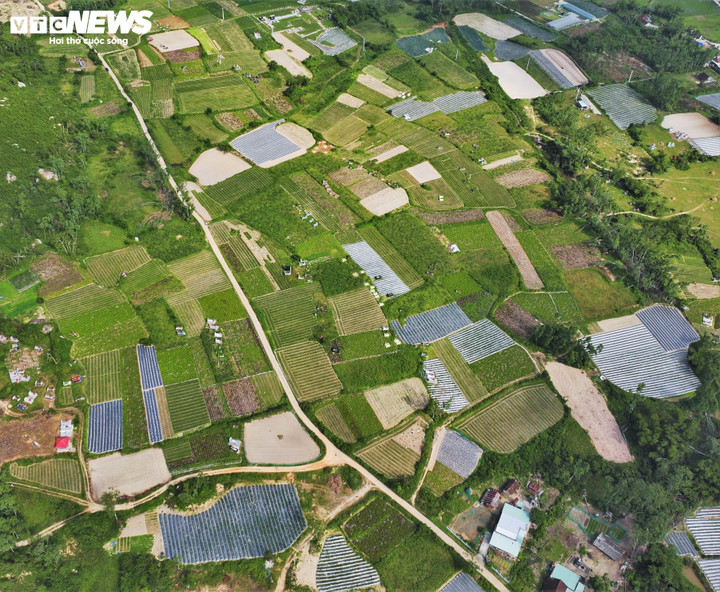 Theo thống kê, tổng diện tích trồng kiệu toàn xã Phù Mỹ Nam hiện khoảng 214 ha, tập trung chủ yếu tại các thôn Vạn Ninh 1, Vạn Lộc, Hòa Nghĩa và Mỹ Hội 2. Riêng thôn Vạn Ninh 1 có khoảng 20 ha kiệu, là một trong những vùng trồng trọng điểm của địa phương.