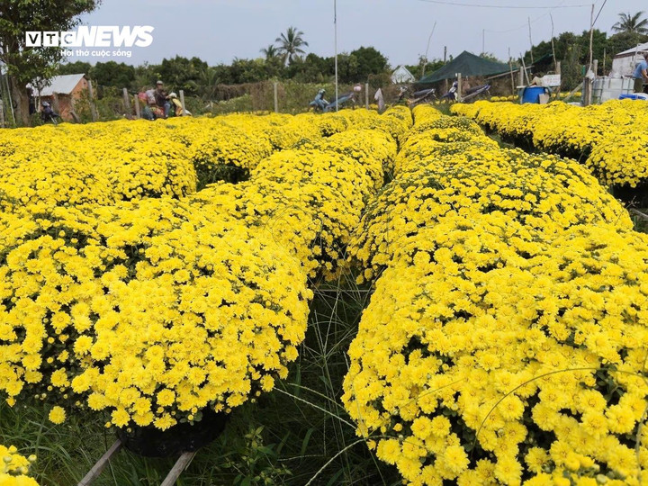 Hoa nở sớm khiến nhiều vườn cúc mâm xôi khó tiêu thụ, thương lái đến mua thưa thớt so với mọi năm.