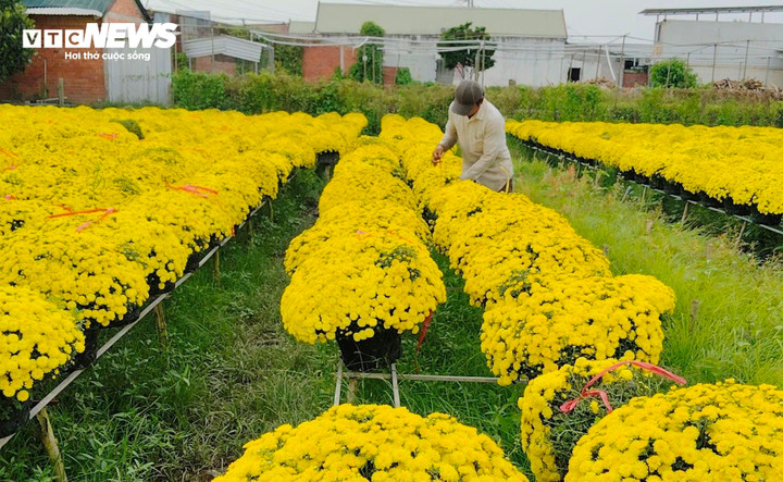 Giữa sắc vàng rực rỡ của hoa Tết, nỗi lo đầu ra và giá cả vẫn đè nặng lên người trồng cúc mâm xôi làng hoa Chợ Lách.