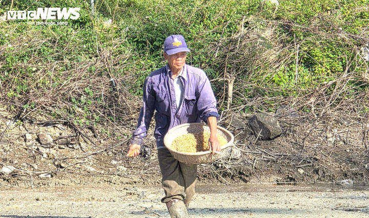 Cách đó không xa, ông Trần Văn Vinh (phường Đông Hòa) đã xuống giống cho mảnh ruộng của mình. 