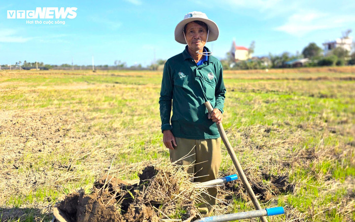 Sau gần 2 tháng kể từ trận lũ lịch sử cuối tháng 11/2025, khi nước rút và các tuyến kênh dần được khắc phục, gia đình ông Trần Văn Su (SN 1957, thôn Phú Hiệp 1, phường Đông Hòa, tỉnh Đắk Lắk) cùng nhiều nông dân ở vùng hạ du hệ thống đập Đồng Cam bắt đầu quay lại ruộng đồng để cải tạo đất, chuẩn bị xuống giống vụ Đông Xuân 2025–2026.