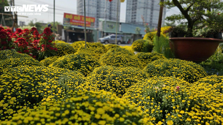 Hoa cúc mâm xôi ở miền Tây đổ về TP.HCM dịp giáp Tết.