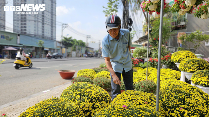 Khách hàng chọn mua cúc mâm xôi.