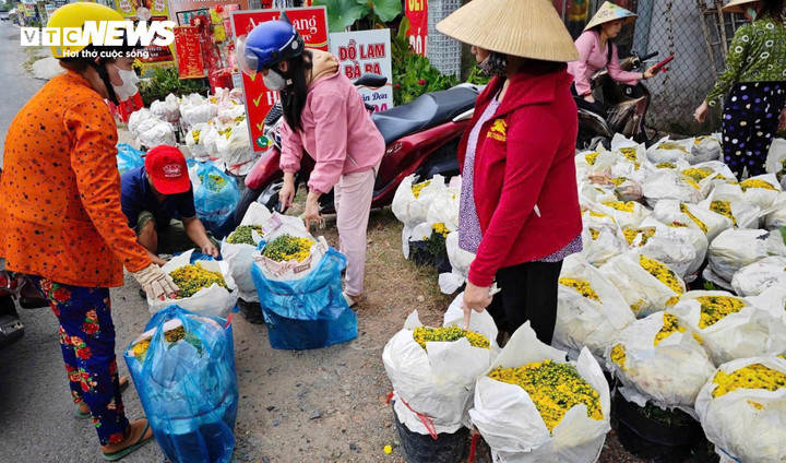 Người dân đến cửa hàng chị Thu Ba để mua cúc mâm xôi nở sớm.