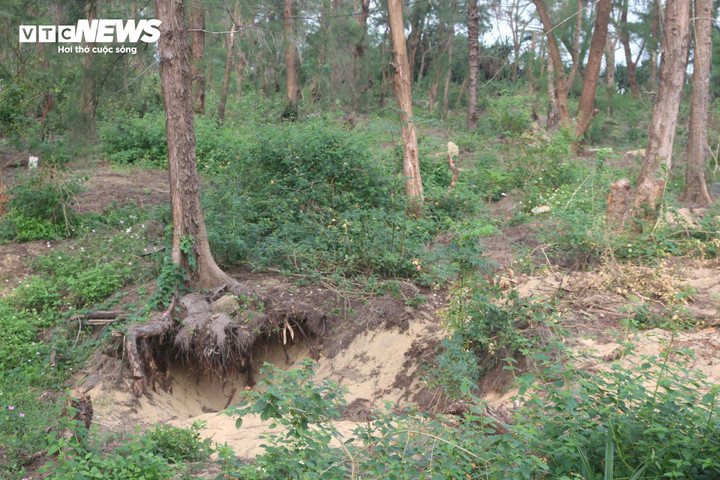 Diện tích lớn rừng phi lao ven biển bị bức tử để phục vụ việc chiếm đất mở rộng nghĩa địa