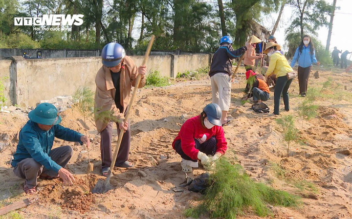 Khoảng 1000 cây phi lao được lực lượng chức năng trồng lại